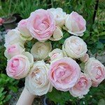 Eden Climber® Heirloom Pink Rose Plant