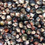 Three Sisters Garden Seed Pack by Wayland Chiles