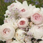 Earth Angel Pink Floribunda Rose Plant