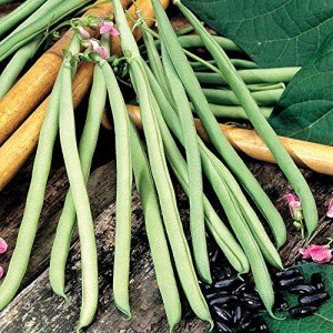Cobra Bean Seeds for Your Spring Garden