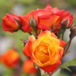Piñata Climber Rose Plant - Heirloom Variety