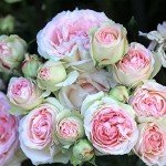 Eden Climber® Heirloom Pink Rose Plant