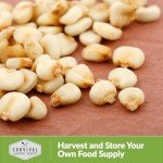 Hickory King Corn Seed - 3 Packets for Growing