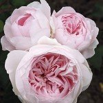 Earth Angel Pink Floribunda Rose Plant