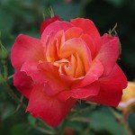Piñata Climber Rose Plant - Heirloom Variety