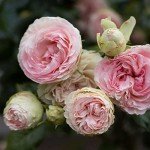 Eden Climber® Heirloom Pink Rose Plant