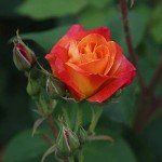 Piñata Climber Rose Plant - Heirloom Variety