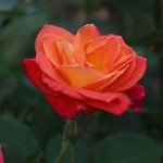 Piñata Climber Rose Plant - Heirloom Variety