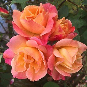 Joseph's Coat Climbing Rose Plant for Gardens