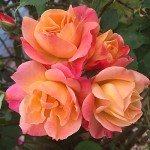 Joseph's Coat Climbing Rose Plant for Gardens
