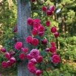 Pretty in Pink Climbing Rose - Eden Climber