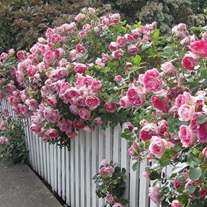 Carefree Wonder™ Pink Heirloom Rose Plant