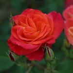 Piñata Climber Rose Plant - Heirloom Variety