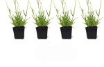 French Provence Lavender - Fragrant 4" Pot, 4 Plants
