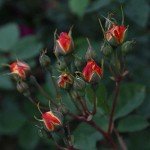 Piñata Climber Rose Plant - Heirloom Variety