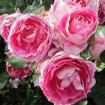Carefree Wonder™ Pink Heirloom Rose Plant