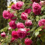 Pretty in Pink Climbing Rose - Eden Climber
