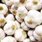 Music Garlic Bulbs - 4 Heirloom Hardneck Bulbs