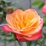 Joseph's Coat Climbing Rose Plant for Gardens