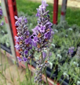 French Provence Lavender - Fragrant 4" Pot, 4 Plants