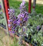 French Provence Lavender - Fragrant 4" Pot, 4 Plants