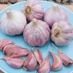 Heirloom Hardneck Garlic Bulbs - 4 Pack