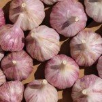 Heirloom Hardneck Garlic Bulbs - 4 Pack