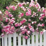 Carefree Wonder™ Pink Heirloom Rose Plant
