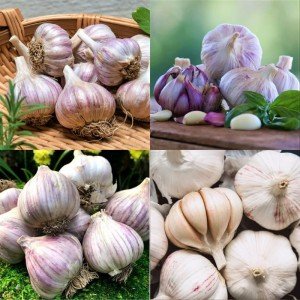 Garlic Bulb Mix for Outdoor Planting - 4 Count