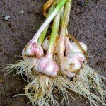 Garlic Bulb Mix for Outdoor Planting - 4 Count