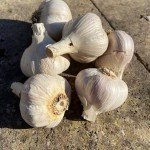 Garlic Bulb Mix for Outdoor Planting - 4 Count