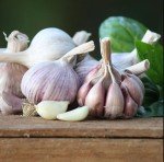 Garlic Bulb Mix for Outdoor Planting - 4 Count
