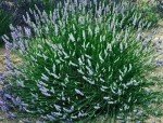 French Provence Lavender - Fragrant 4" Pot, 4 Plants