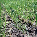 Garlic Bulb Mix for Outdoor Planting - 4 Count