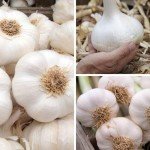 6 California Softneck Garlic Bulbs for Planting