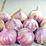 6 California Softneck Garlic Bulbs for Planting