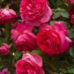 Pretty in Pink Climbing Rose - Eden Climber