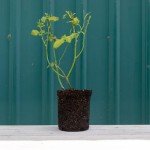 Carefree Wonder™ Pink Heirloom Rose Plant