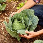 Old Farmer's Almanac Golden Acre Cabbage Seeds