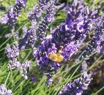 French Provence Lavender - Fragrant 4" Pot, 4 Plants