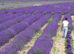 French Provence Lavender - Fragrant 4" Pot, 4 Plants