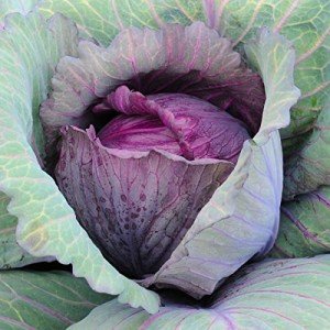 1000 Organic Red Acre Cabbage Seeds for Gardens