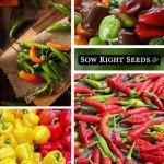 Hot & Sweet Pepper Seed Collection - Non-GMO