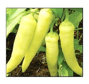 Sweet Banana Pepper Seeds - 100 Non-GMO Heirloom