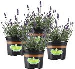 Bonnie Plants Lavender Herb - 4 Pack
