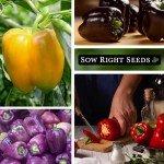 Sweet Bell Pepper Seed Collection for Home Gardens