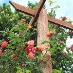 Joseph's Coat Climbing Rose Plant for Gardens