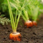 Heirloom Tendersweet Carrot Seeds - 2600 Count