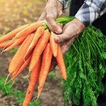 Heirloom Tendersweet Carrot Seeds - 2600 Count