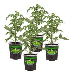 Better Boy Tomato Plants: 4 Pack, Disease Resistant